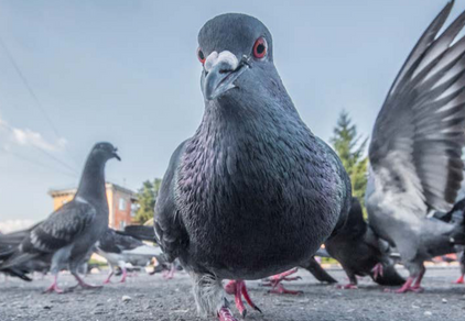 Les pigeons, ces oiseaux qu’il est interdit de nourrir